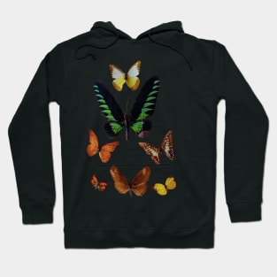 Butterfly Collection Hoodie